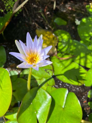 Eudimer20 en Hamelin: Flora, #flower