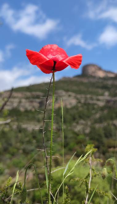 aidalzira en Hamelin: Flora  (Cortes de Pallás), Papaver rhoeas,  #flora21 #flora 
Papaver rhoeas L., 1753, la amapola silvestre, es una especie fanerógama...