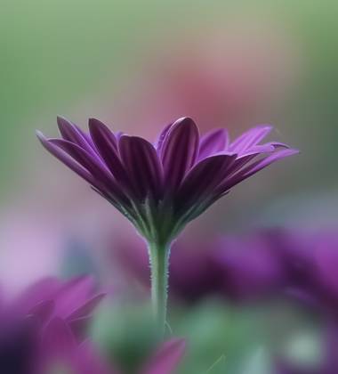Cristobal.cadenas en Hamelin: Flora  (Barcelona), Osteospermum ecklonis, #flora21 
#naturegeography 