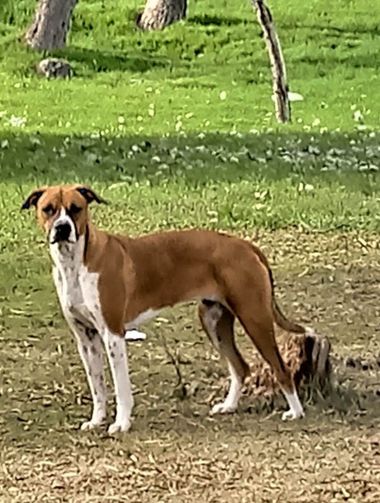 andrade151354488 en Hamelin: Fauna  (General Conesa), #isabella 
