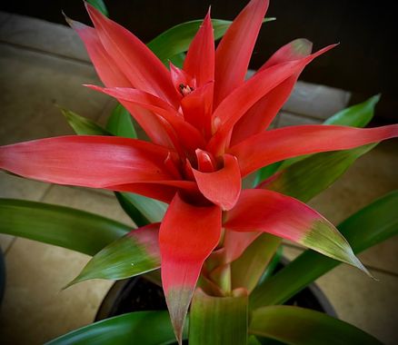 Juanatlantida82 en Hamelin: Flora, #floresbonitas 
