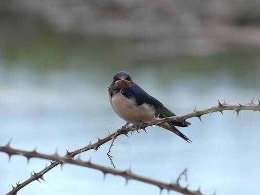 Sara Pérez en Hamelin: Fauna, Hirundo rustica Linnaeus, 1758, Pollo de golondrina