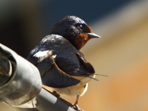 urihuetor en Hamelin: Fauna  (Comarca de Loja), #aves #avesdeespaña #fauna #animales #faunaiberica 
