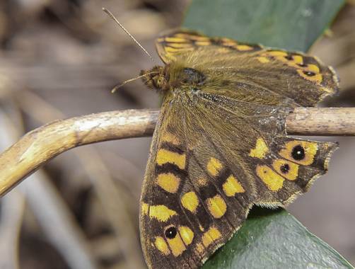 Eritz.cortazar en Hamelin: Fauna  (Barakaldo), Mariposa saltacercas🦋

#mariposa #tximeleta #buterfly #bug #insecto #pavoreal #aglais #aglaisio #nature #na...