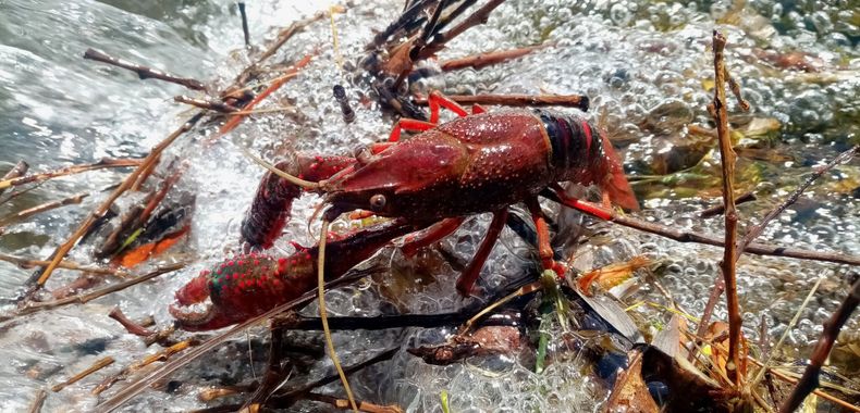 Jcestradaliebana en Hamelin: Fauna  (Santas Martas), #crustaceo 