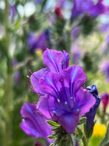 Eudimer20 en Hamelin: Flora, #flora 