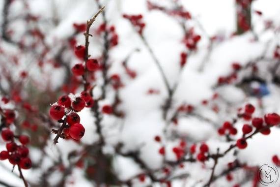 Conbyconv en Hamelin: Flora  (Fuenlabrada), #Invierno20 #invierno2020 #invierno2021 