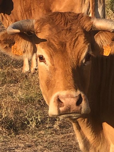 Info en Hamelin: Fauna, Vaca en Mosquin junto a pantano nuevo de Casar de Cáceres 