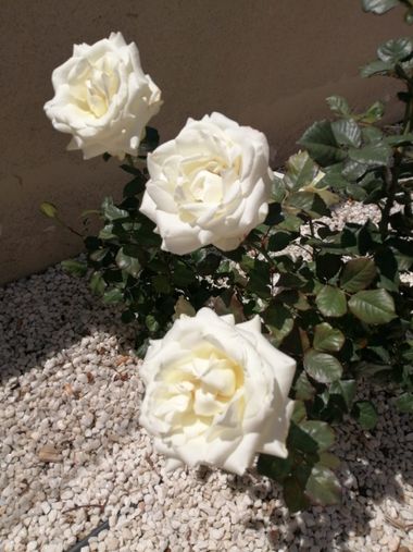 Solerantonio2 en Hamelin: Flora  (Almería), Rosa chinensis, Rosas de jardin