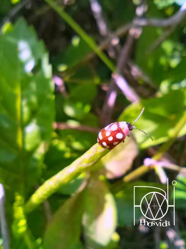 nelsonjmelendez en Hamelin: Fauna  (Sucre), Omophoita cyanipennis (Fabricius, 1798), #Calviaquatuordecimguttata #calvia #mariquita #mariquitacrema #mariqui...