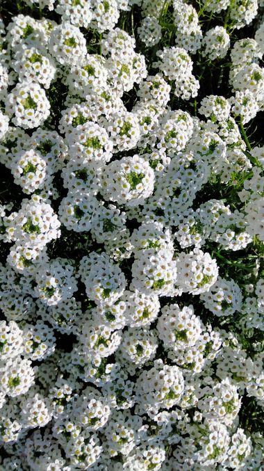 Solerantonio2 en Hamelin: Flora  (Avenida del Mediterráneo), Lobularia maritima, Planta