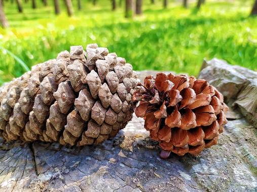 Crisssmarmol en Hamelin: Flora, #otoño