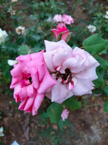 Solerantonio2 en Hamelin: Flora  (Almería), Flores en el parque