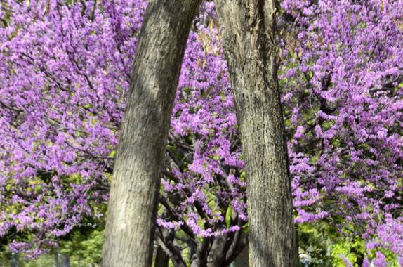 Azulmarino  en Hamelin: Flora  (Barcelona), Árbol del amor #frommypointofview #arbol #primavera #purpura 