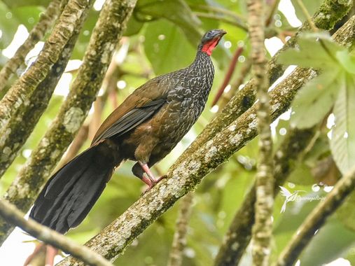 cesar.angel en Hamelin: Fauna  (Pereira), Penelope perspicax [e], Muy amenazada por la pérdida de su hábitat, encontró en la cuenca alta del río Otun, cerc...