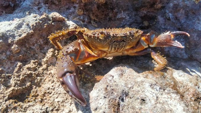 Solerantonio2 en Hamelin: Fauna  (Níjar), Cangrejo