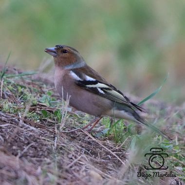 Diego en Hamelin: Fauna  (Zaragoza), Fringilla coelebs transcaspia Zarudny, 1916, #pinzonvulgar #fringillacoelebs #aves #zaragoza #canon 