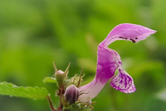 Eritz.cortazar en Hamelin: Flora  (Bilbao), Lamium maculatum, Ortiga fétida 🌺
Flor con corola bilabiada morada.

#planta #plant #plantphoto #plantpic #pla...