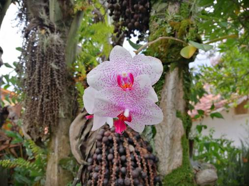 fjavidaza98 en Hamelin: Flora  (Barichara), Phalaenopsis spp., Orquídea manchada
#flora21 