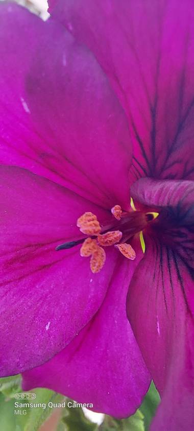Apasnau75 en Hamelin: Flora  (Málaga), Mirabilis jalapa, Enfoque muy íntimo 😊
