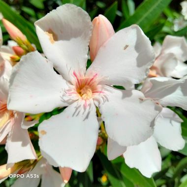Solerantonio2 en Hamelin: Flora  (Coimbra), Nerium oleander, Adelfa blanca