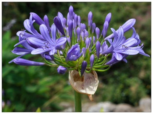 barbanegra707 en Hamelin: Flora  (Esplugues de Llobregat), Agapanthus praecox, #agapantos 