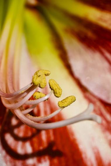 ralphlagarillo en Hamelin: Flora  (Málaga), #flora21