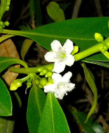 Solerantonio2 en Hamelin: Flora  (Almería), Myoporum tenuifolium, Planta