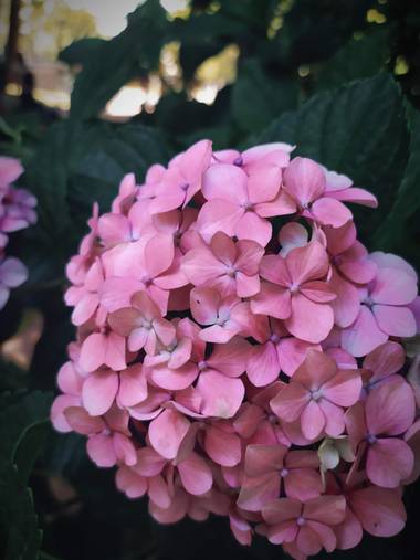camila.loffreda en Hamelin: Flora  (Argentina), Hydrangea macrophylla, Jardín botánico. 
Buenos Aires, Argentina.