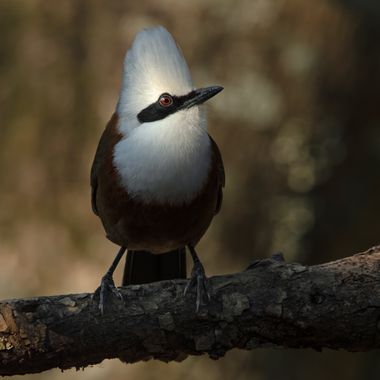 Ignicapillus en Hamelin: Fauna  (Sattal), Garrulax leucolophus (Hardwicke, 1816), Charlatán crestiblanco

El charlatán crestiblanco es un paseriforme que m...