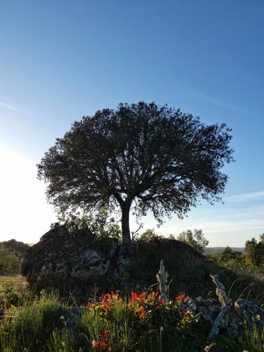 mariale en Hamelin: Paisaje, 📸 #marialemdza
Provincia de Zamora, primavera 2021.
#Naturaleza #paisaje #paisajes #landscape #BellezaNatural  #Naturaleza #...
