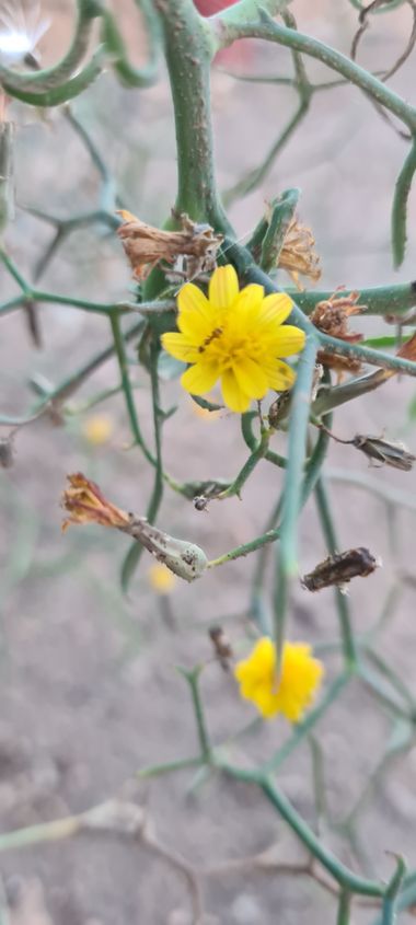 gisca72 en Hamelin: Flora, #flot #fuerteventura #enero2022 