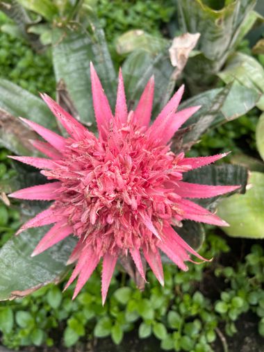 claudiasanchez62 en Hamelin: Flora  (Toluca), Aechmea fasciata, #flora21 #flora #flores 