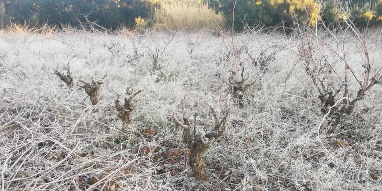 Krisondina en Hamelin: Flora  (Calonge i Sant Antoni), Vinyas gelades