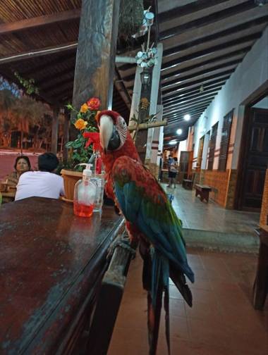 herediacoronel en Hamelin: Fauna  (Buena Vista), Ara macao (Linnaeus, 1758), #aves21 #bolivia 