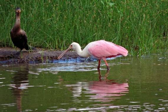 Acedogloria en Hamelin: Fauna  (Junín), Platalea ajaja Linnaeus, 1758, #Aves21        Nombre científico: Platalea ajaja
Estado de conservación: Preocupació...