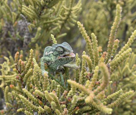Solerantonio2 en Hamelin: Fauna  (El Pocico), Reptil