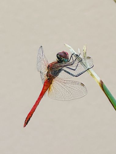 su en Hamelin: Fauna  (Calle Guadalquivir), #insectos #libelula 