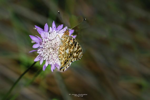 Josep.gabalda en Hamelin: Fauna  (Viladecans), #apfb