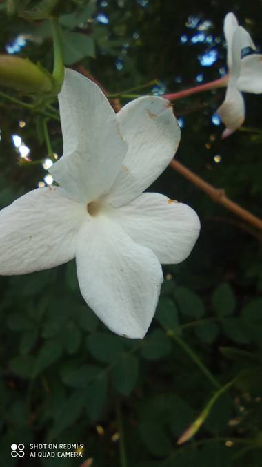 GreenPhoto en Hamelin: Flora 