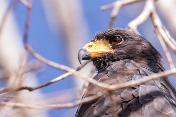 Adrián Garay  en Hamelin: Fauna, #aves
#rapaces #aguila 
#naturaleza 
#depredador 