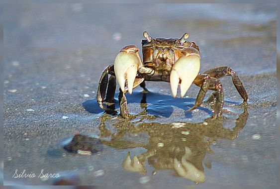 silviosarco en Hamelin: Fauna  (San Antonio), #fauna marina #faunaargentina