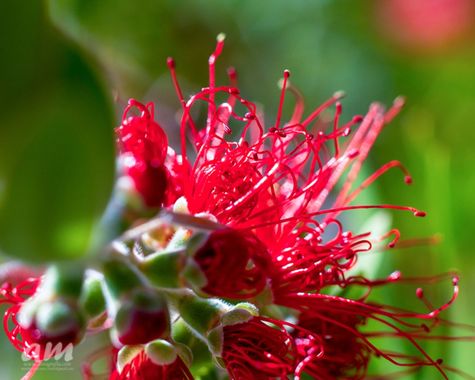 Martinezantonio.correo en Hamelin: Flora  (Madrid), #plants