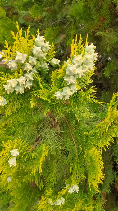 Solerantonio2 en Hamelin: Flora  (Jaén), Platycladus orientalis, Planta