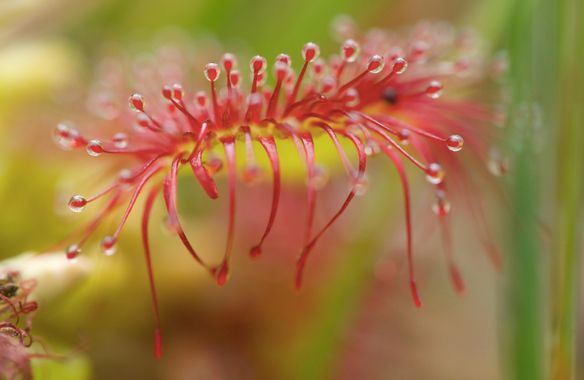 Annaïs en Hamelin: Flora, Drosera rotundifolia L., Drosera rotundifolia 