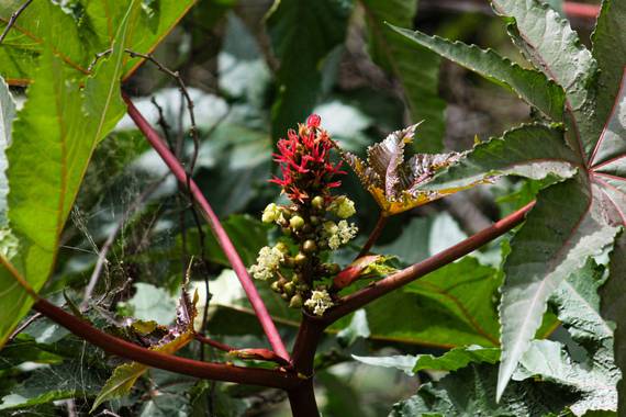 Franciss RNR  en Hamelin: Flora  (Pimampiro), Ricinus communis, #euphorbiaceae