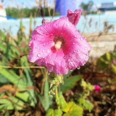 @nicorhbg en Hamelin: Flora  (Daimiel), Alcea rosea