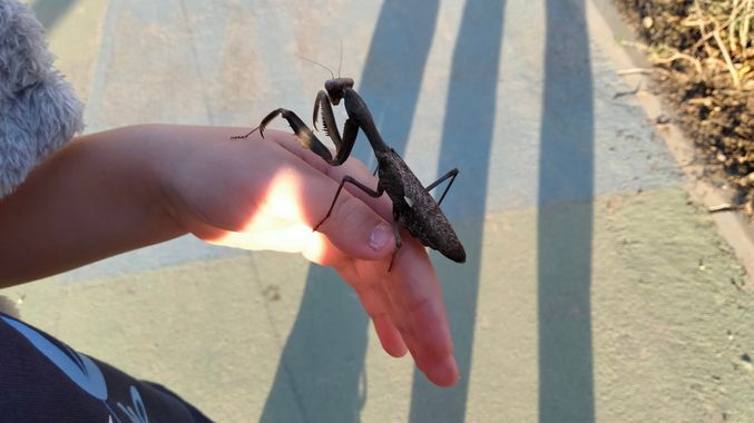 Solerantonio2 en Hamelin: Fauna  (Almería), Insecto