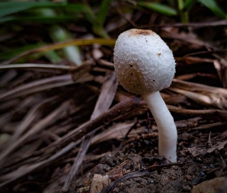 Michael_vinasco en Hamelin: Observación  (Ansermanuevo), #flora #hongos