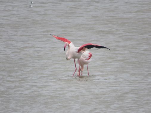 Solerantonio2 en Hamelin: Fauna  (Níjar), Phoenicopterus roseus Pallas, 1811, Flamenco rosado